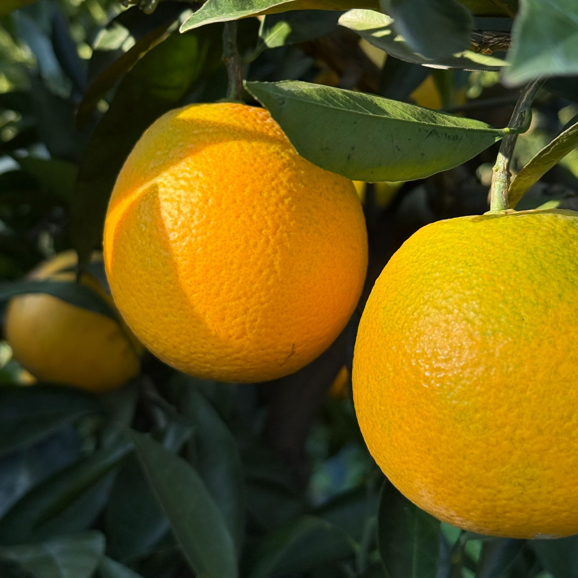 （中果）【哀牢山冰糖橙】哀牢山冰糖橙 现采现发（外观有花不影响）