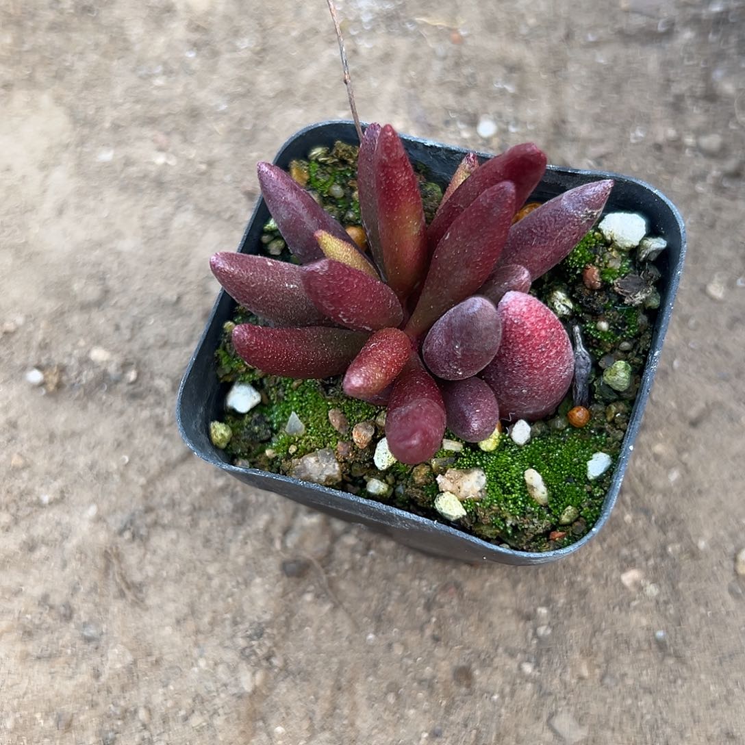 多肉植物水泡单头