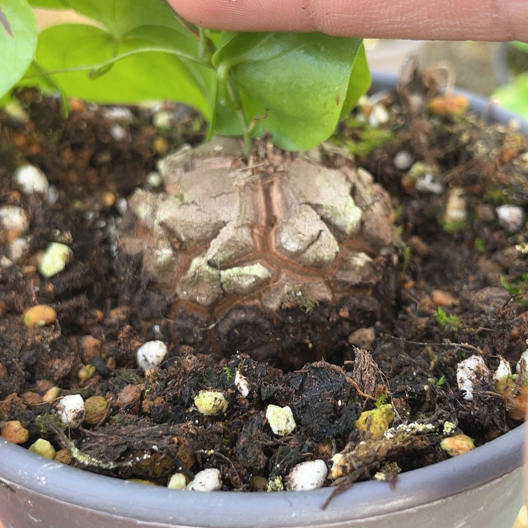 龟甲龙一物一拍526号4.2cm