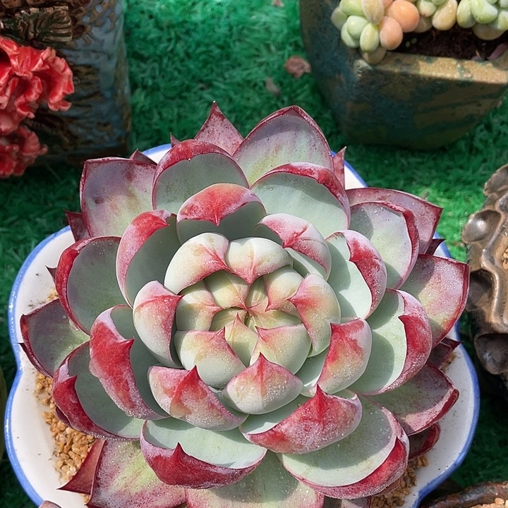 十五厘米大单头惊鸿仙子多肉