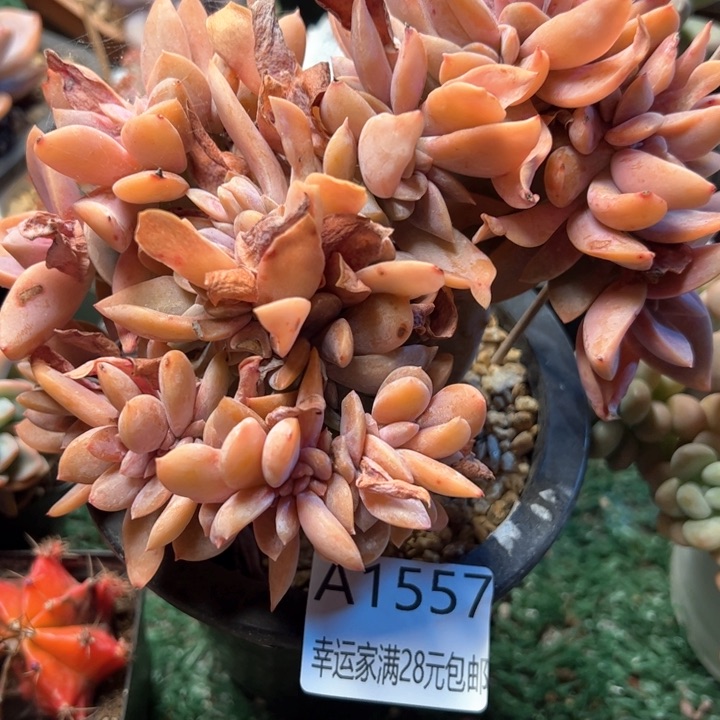 幸运的是我的朋友们都