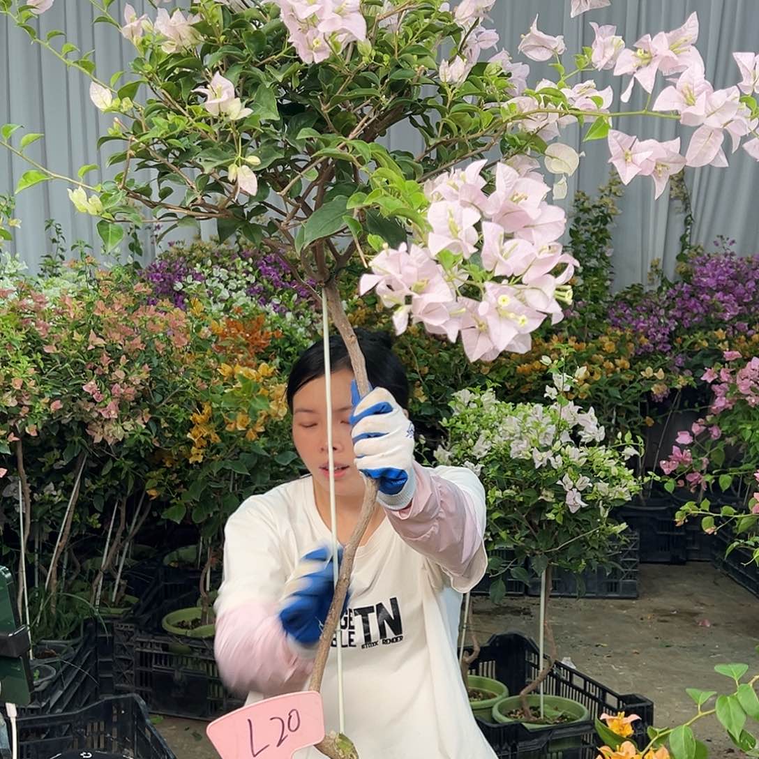 ****大部分花苞少量开放L20苹果花