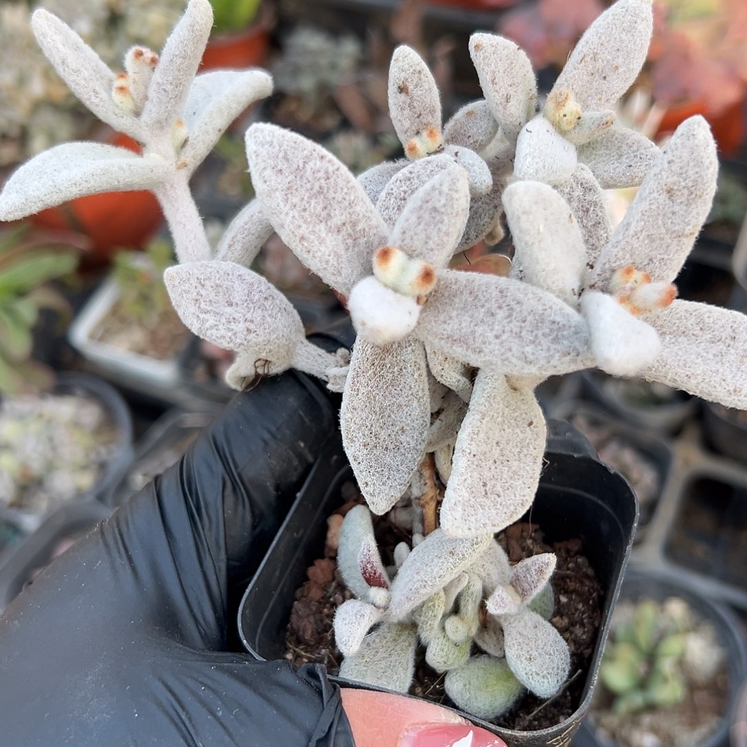 多肉植物多肉植物