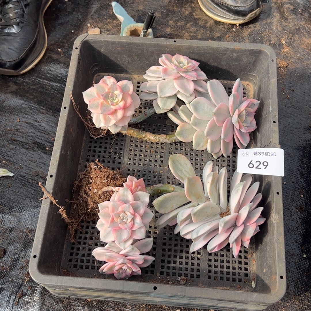 629紫乐石化粉蓝鸟老桩多肉