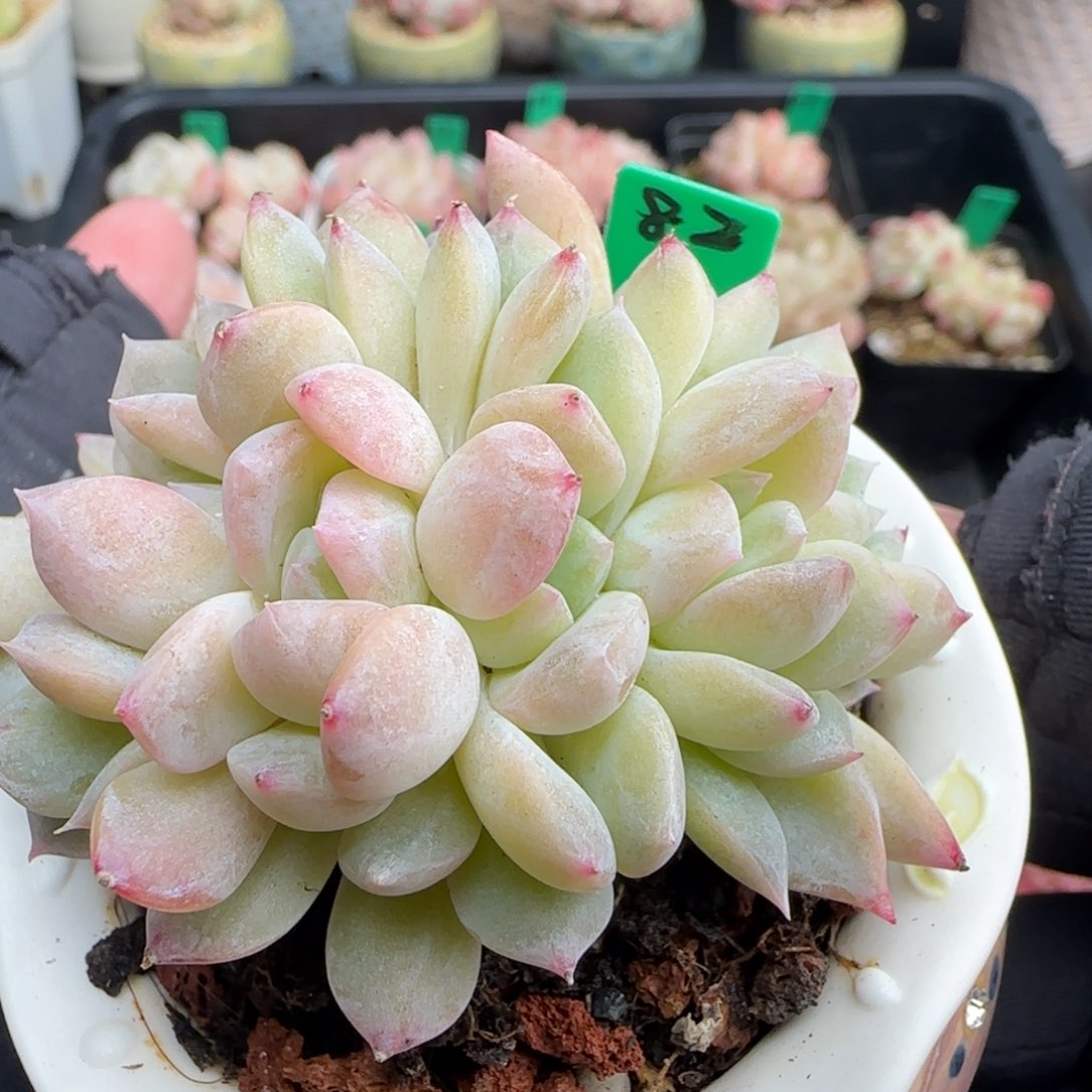 多肉82  糖心朵朵缀 5厘米盆
