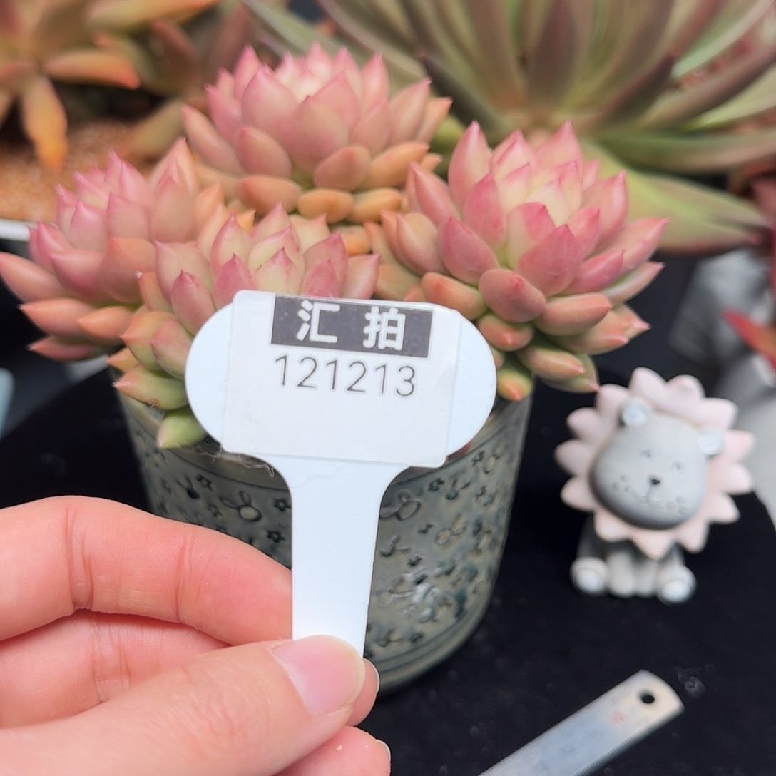 精品多肉植物121213
