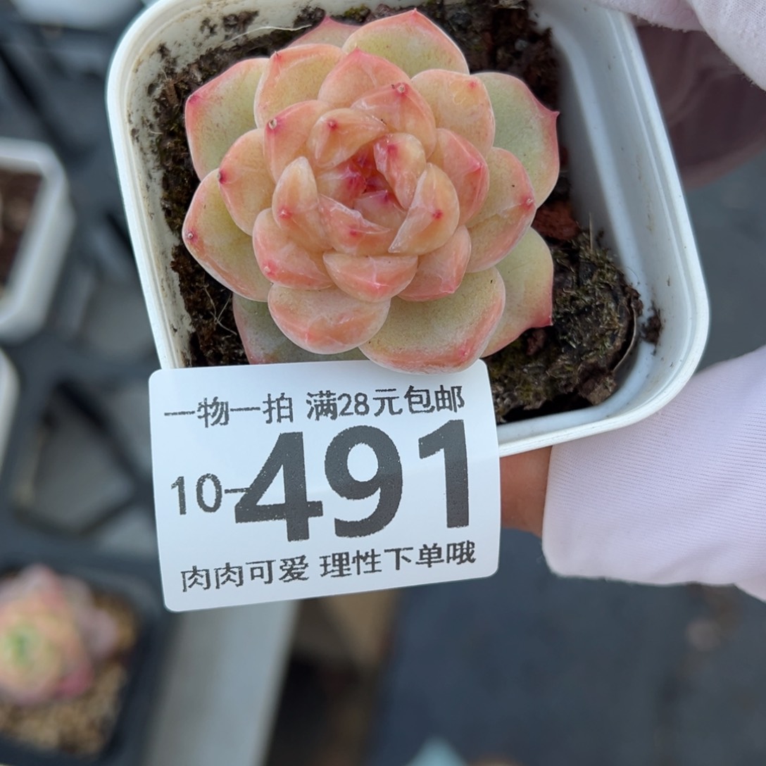 冰魄多肉多肉多肉多肉