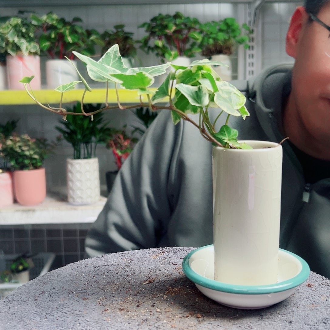 溪***草无花朵25                     