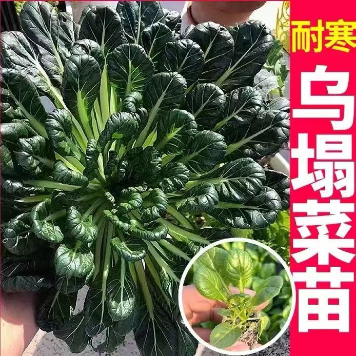 耐寒乌塌菜苗秋冬易种四季播种带土发货新鲜蔬菜种苗