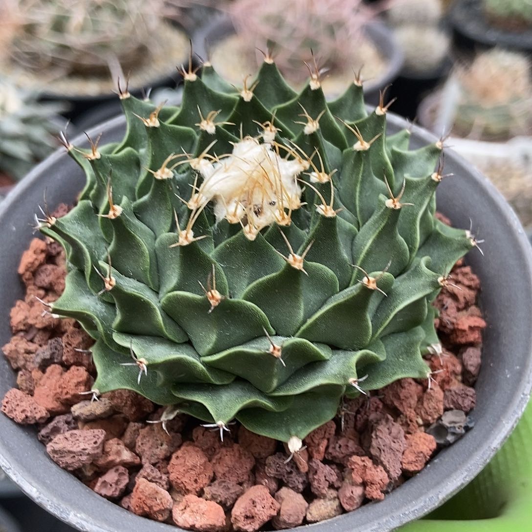 渊***波实生帝冠仙人球1棵