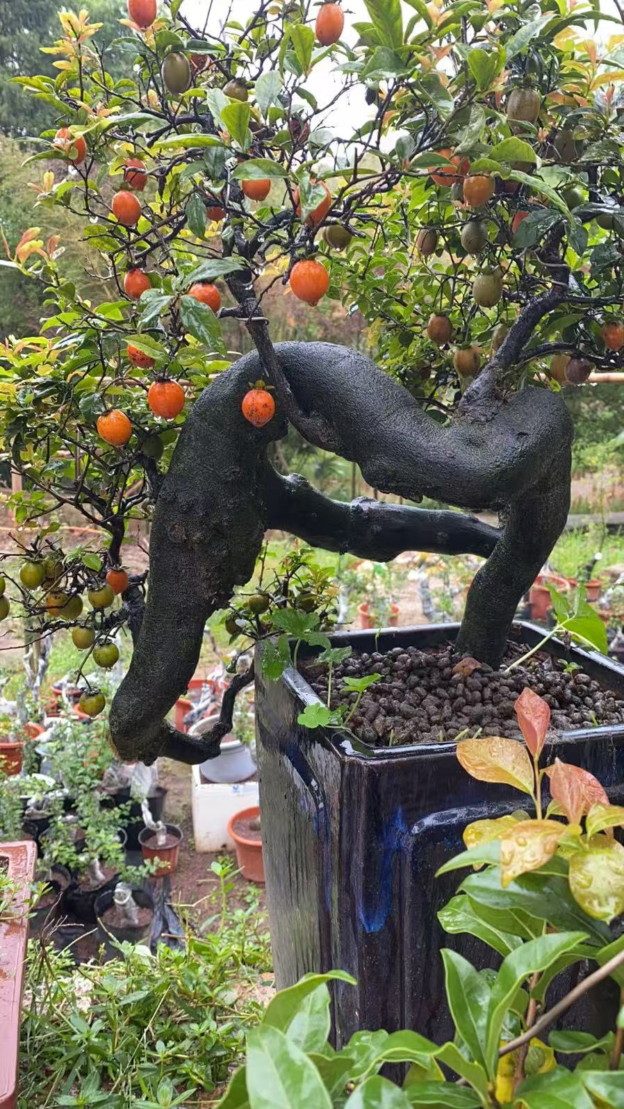 灌木金弹子图上的是样品，下单需谨慎，不要下单