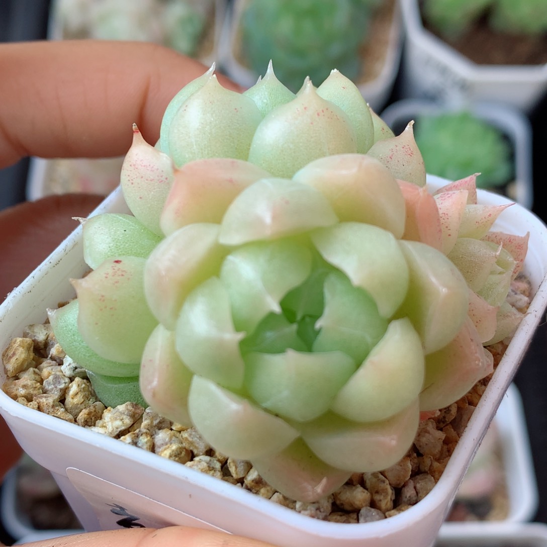 26麦秆58包邮  群生不包整 