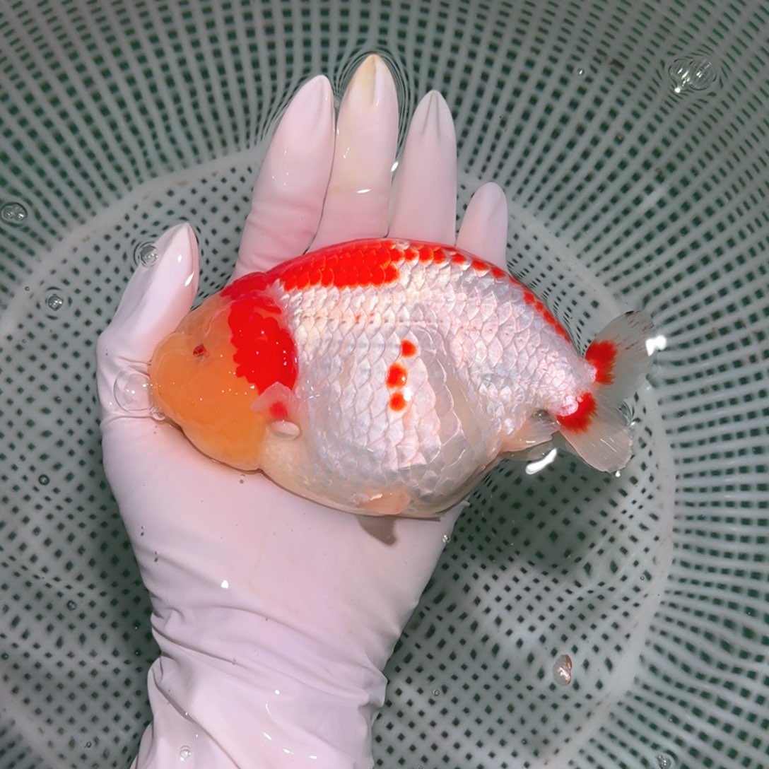 金鱼类不分公母10