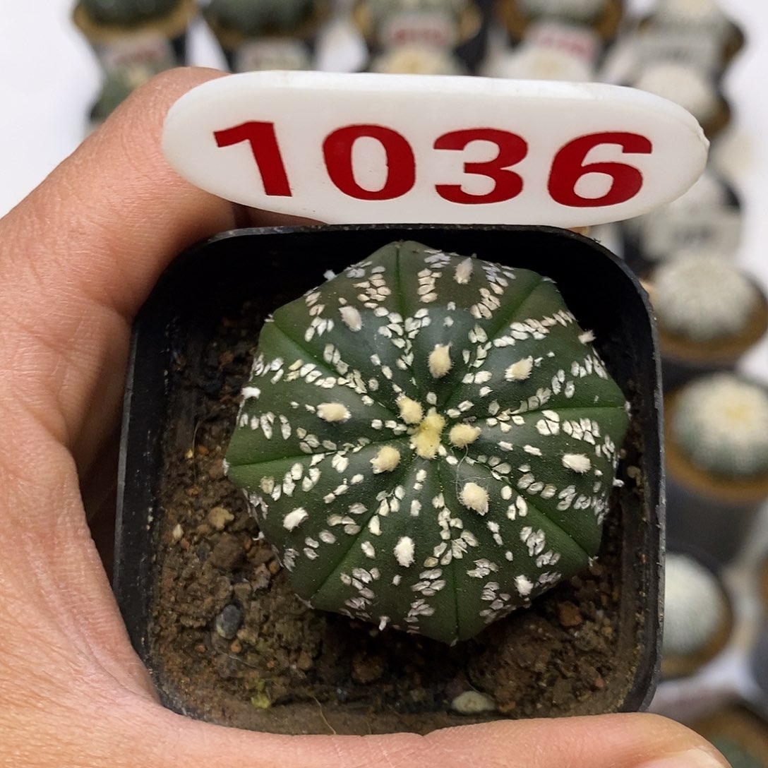 1036福利特价啦福利