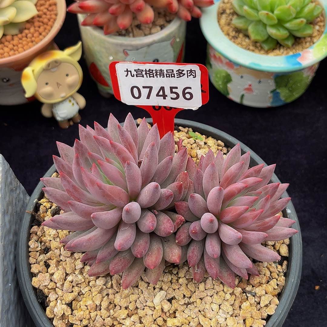 九宫格精品多肉07456虞美人