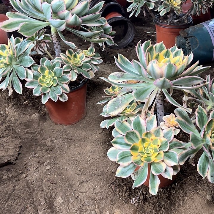 清**兰多肉植物法师灿烂66