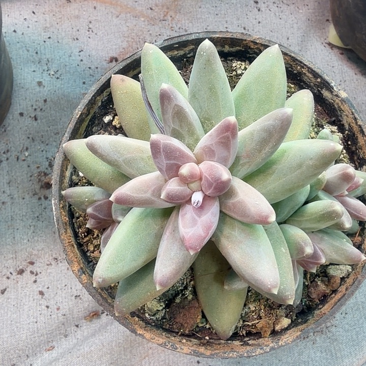 乌拉克拉多肉植物盆栽