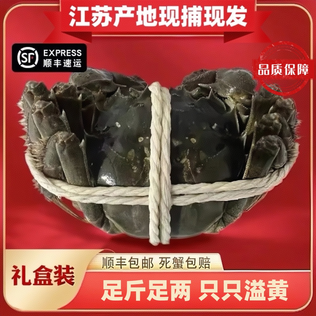 活蟹全母蟹2.5两10只江苏大闸蟹鲜活发货