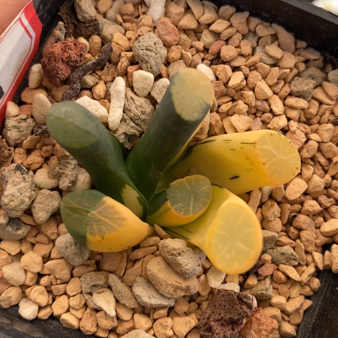 169号天涯万象锦带盆