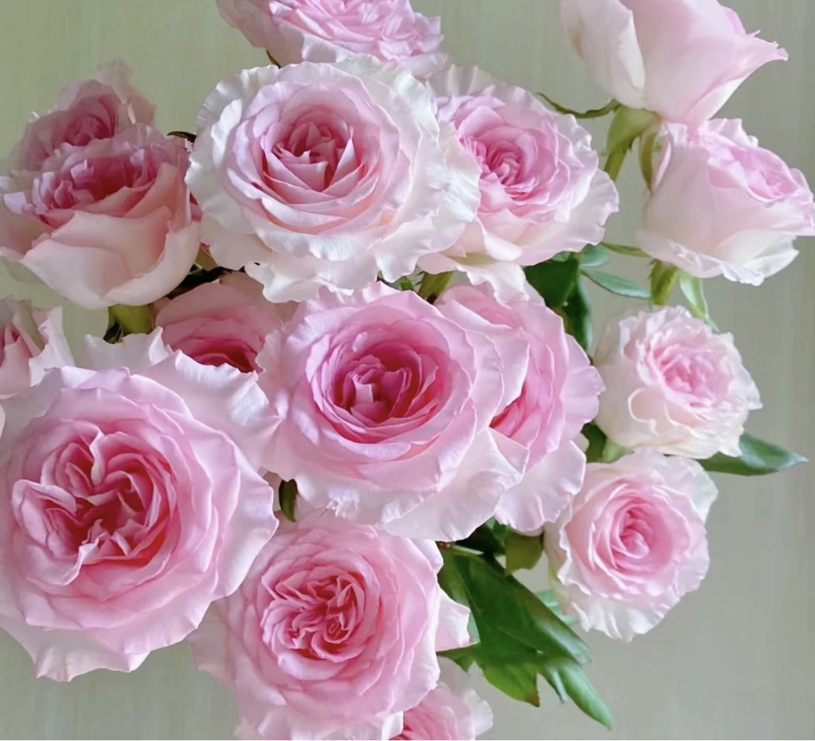 洛神玫瑰18支+2支防损 拍1单发中通2单升级快递