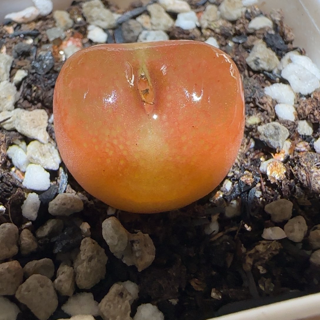 肉锥多肉植物百科4-水蜜桃232