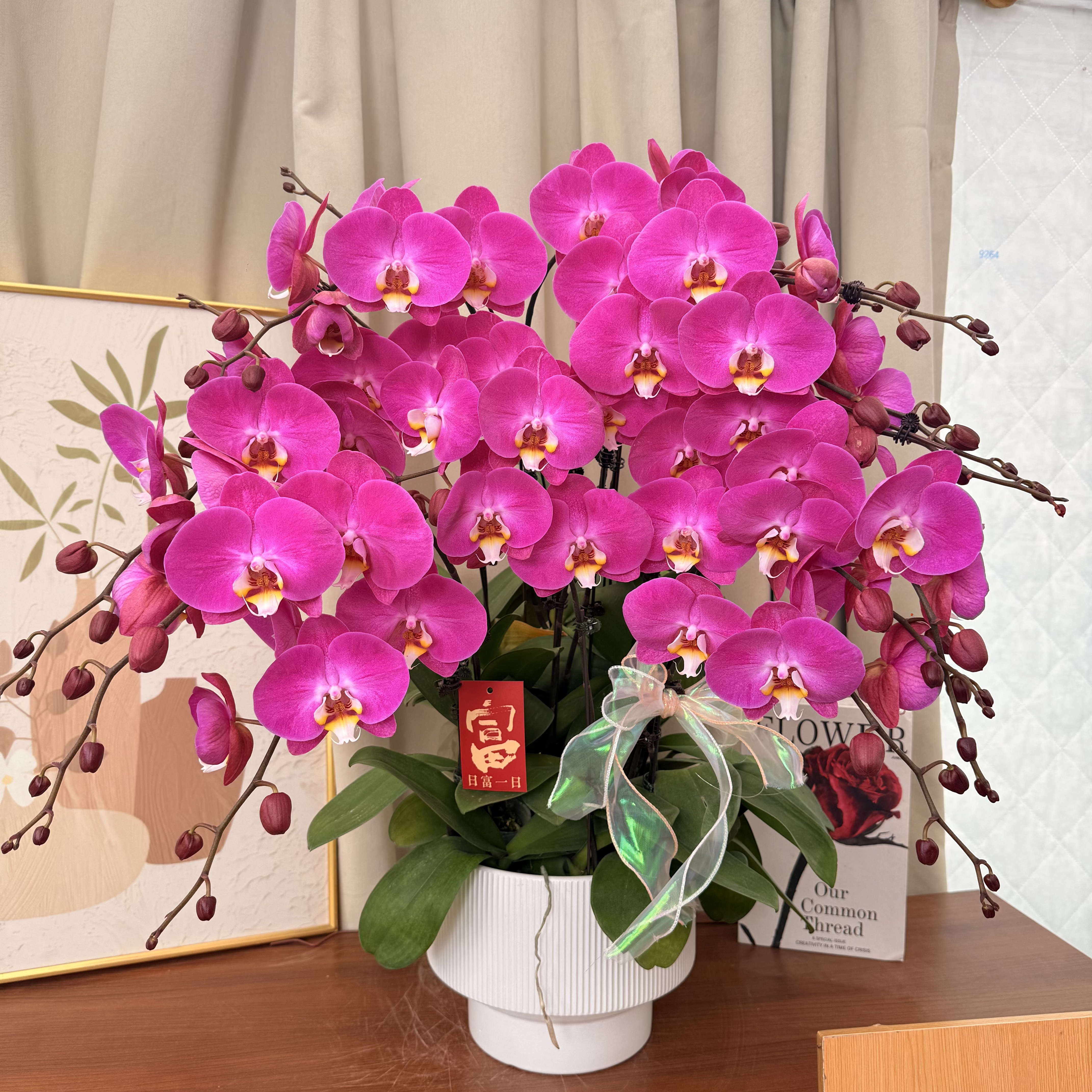 兰花坞蝴蝶蘭《粉宝图》粉紫色系 大花型  长花絮 好养耐开