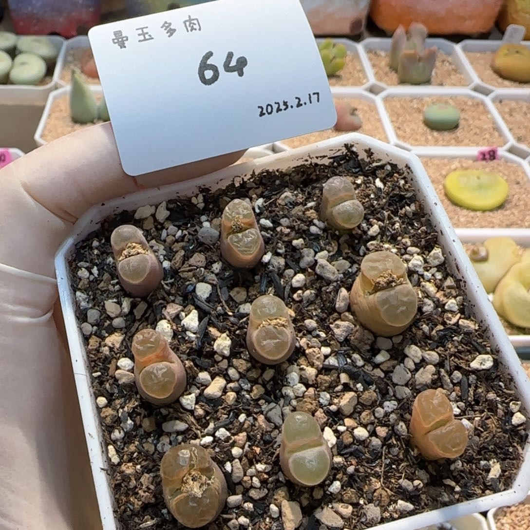 多肉多肉多肉2.17-064班克磁铁