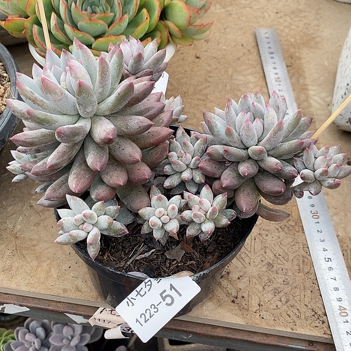 -***-小七夕多肉所罗门51