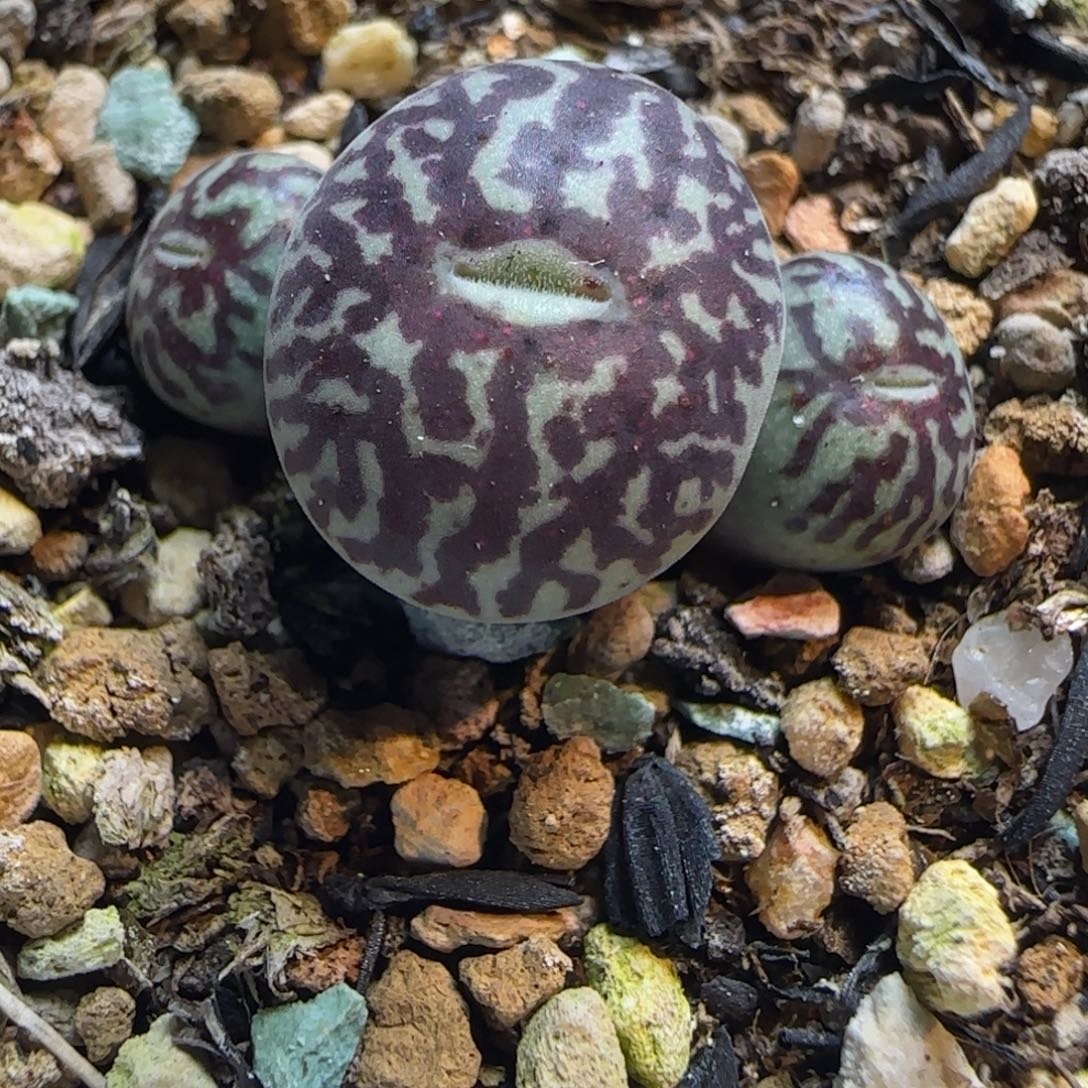 多肉植物超粗纹超墨120号