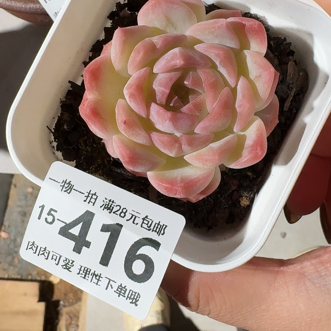 梦幻泡影无盆土发货无