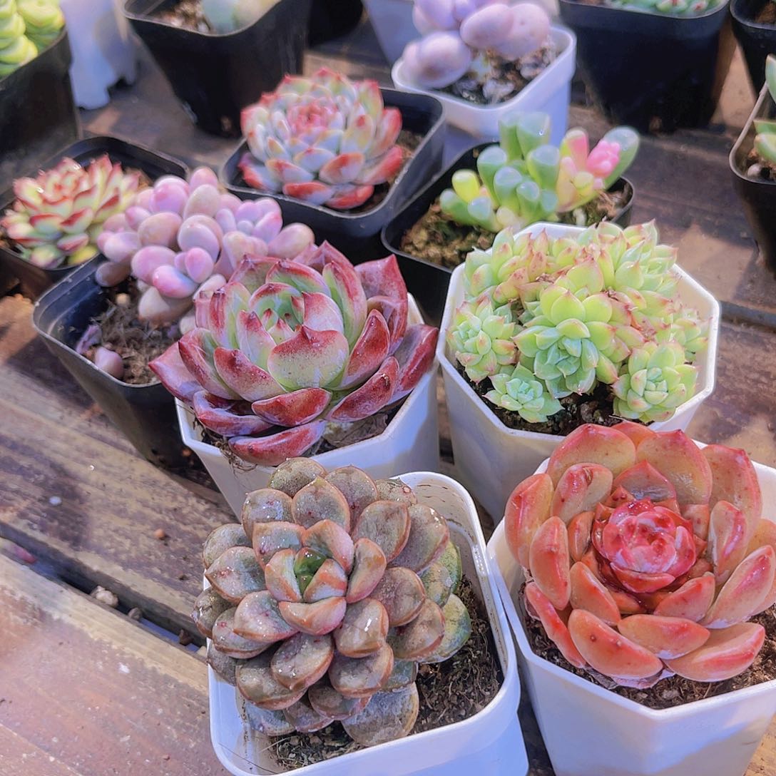 夜魔侠➕葡萄➕麦秆➕溏心