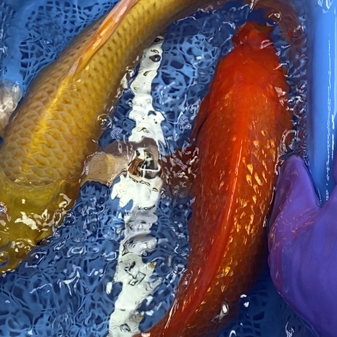 锦鲤冷水锦鲤包邮
