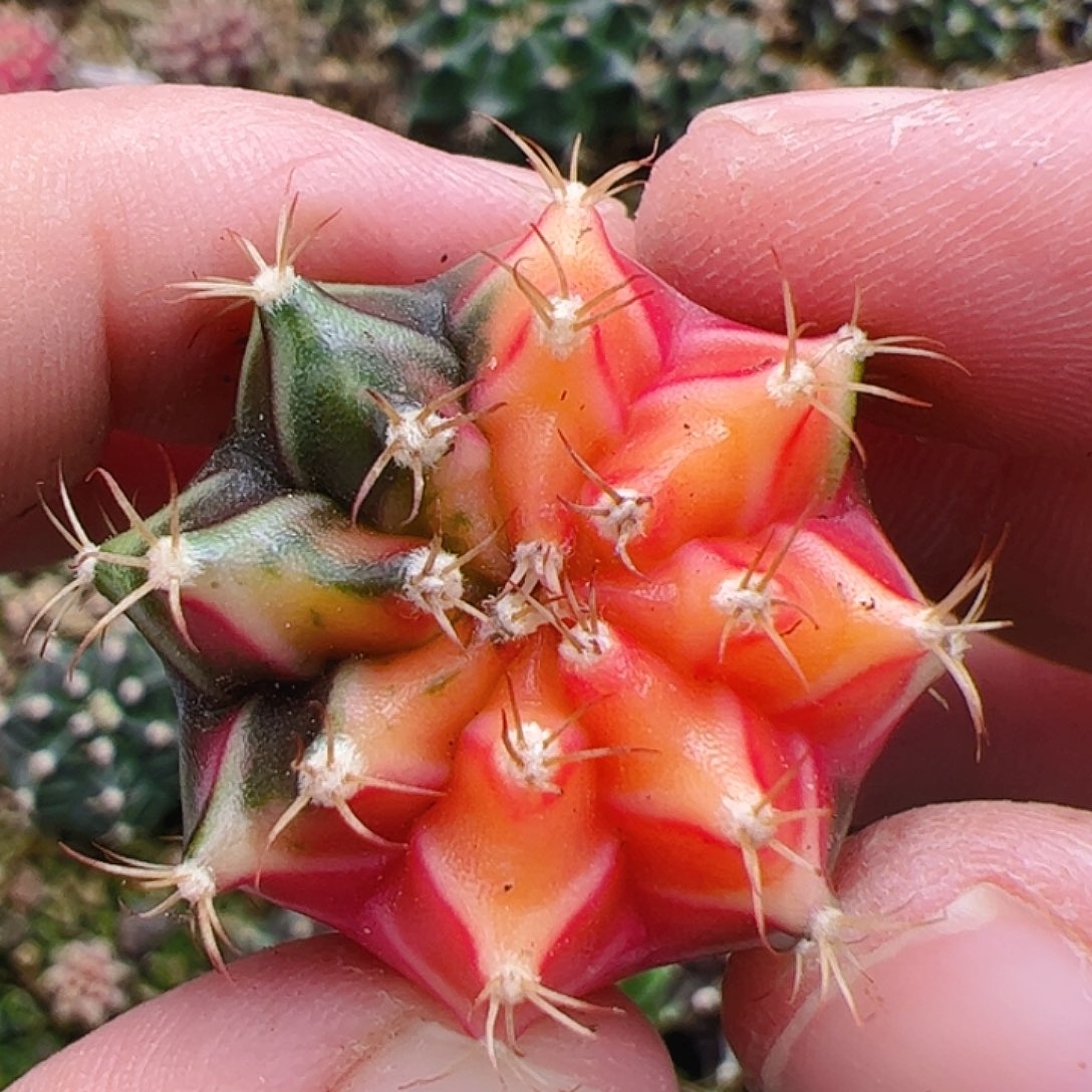 当前无花栽培后可以开花
