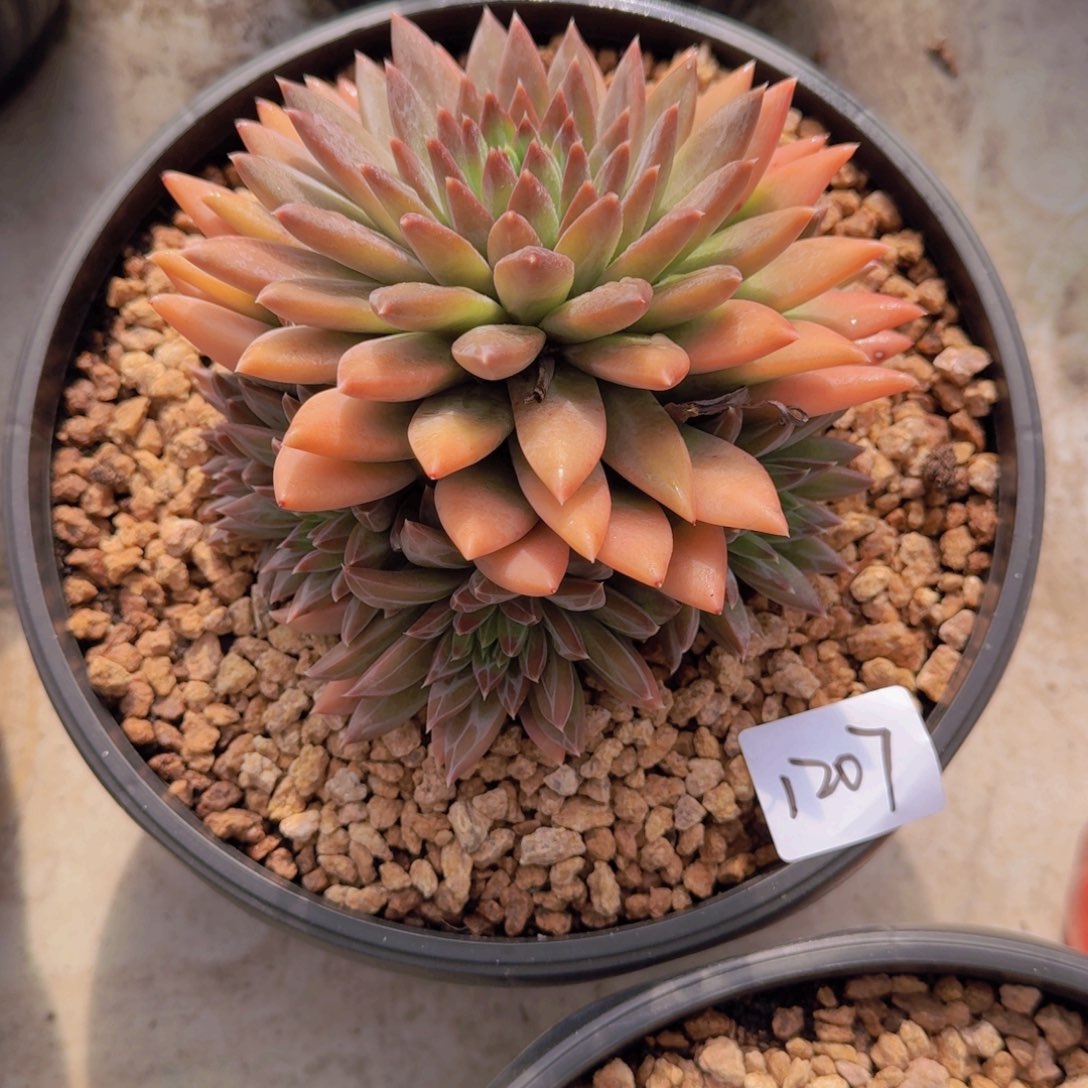 主***计1207幻影美人多肉植物