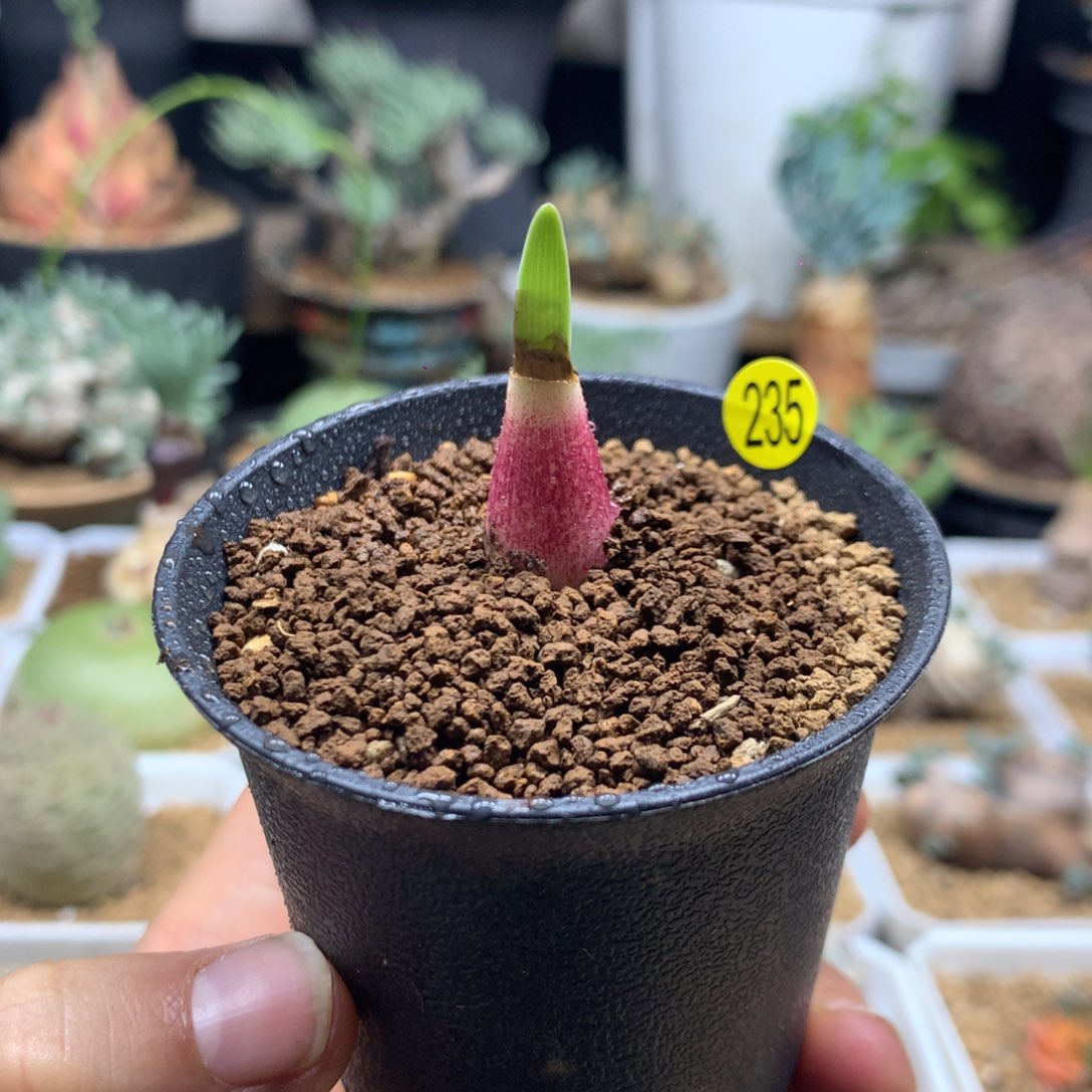 实生巨波叶血莲多肉带盆235