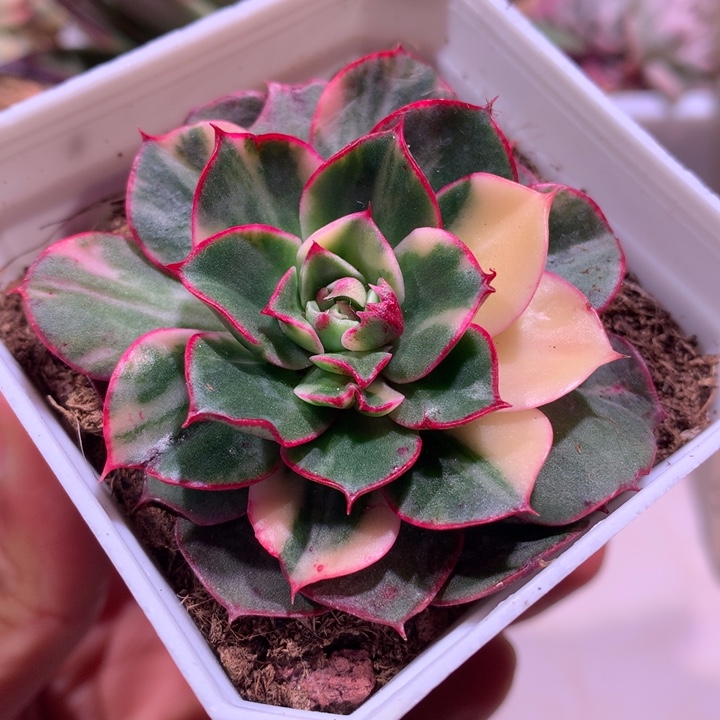 斗牛士拉丝锦有全锦叶