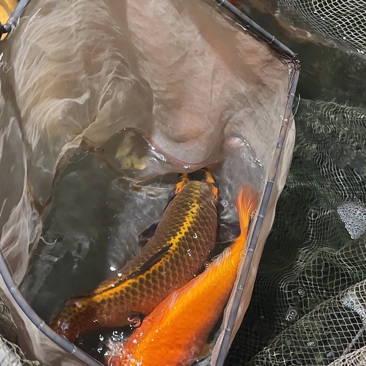 海水鱼赤目芒果古黄金