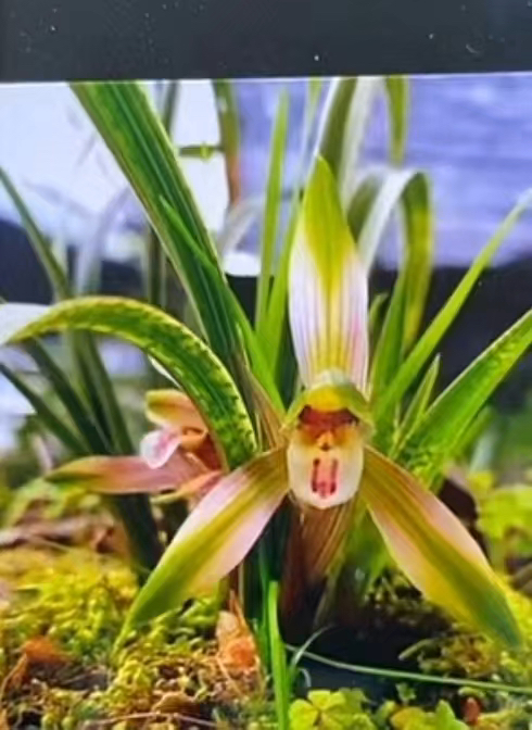 湖北蕙兰兰花绿植盆栽好种养