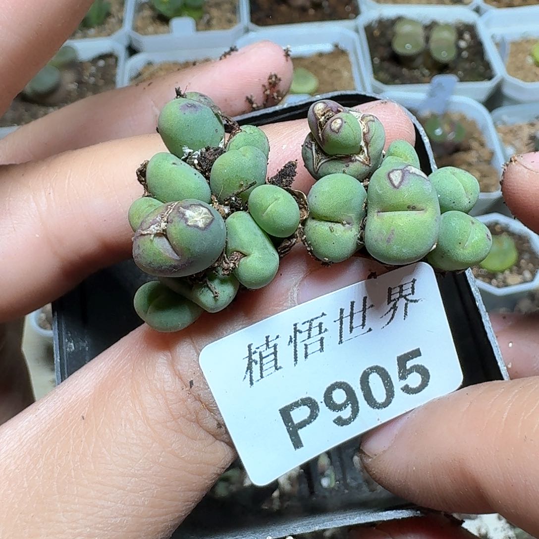 905盒d r z w w c g多肉植物哇f