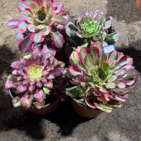 717多肉植物组合