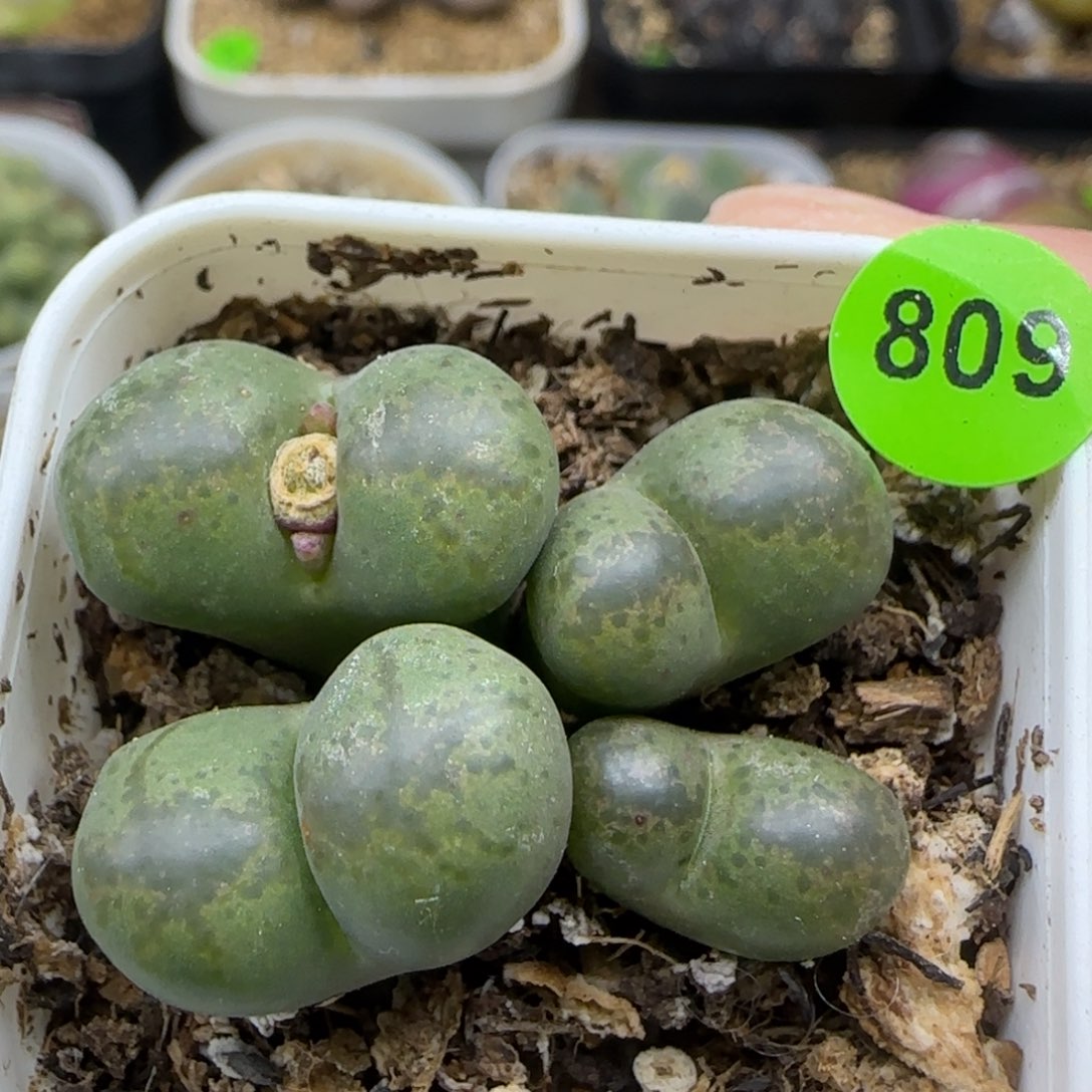 风铃杂交多肉植物809