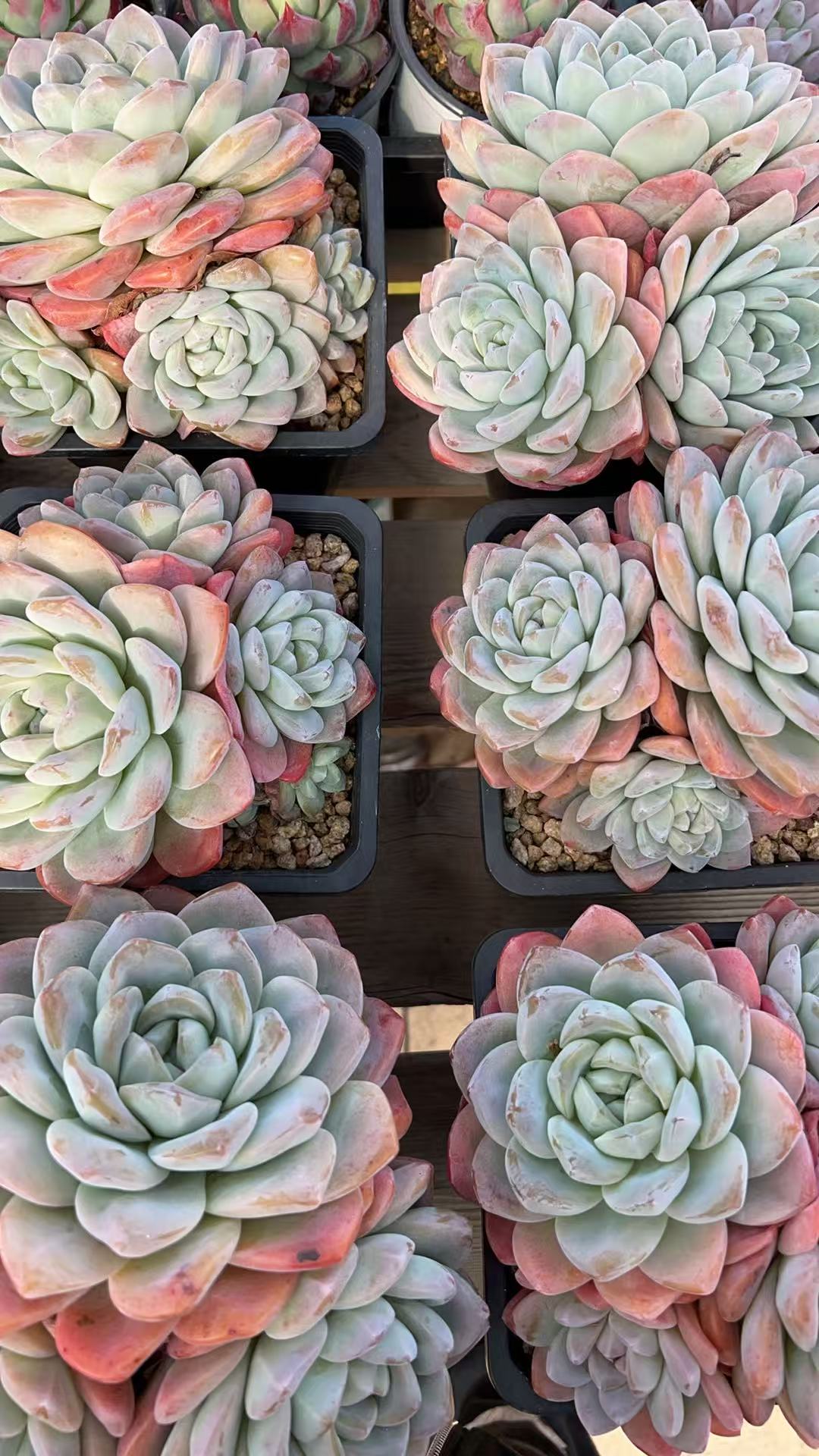 模特级冰玉群     多肉绿植