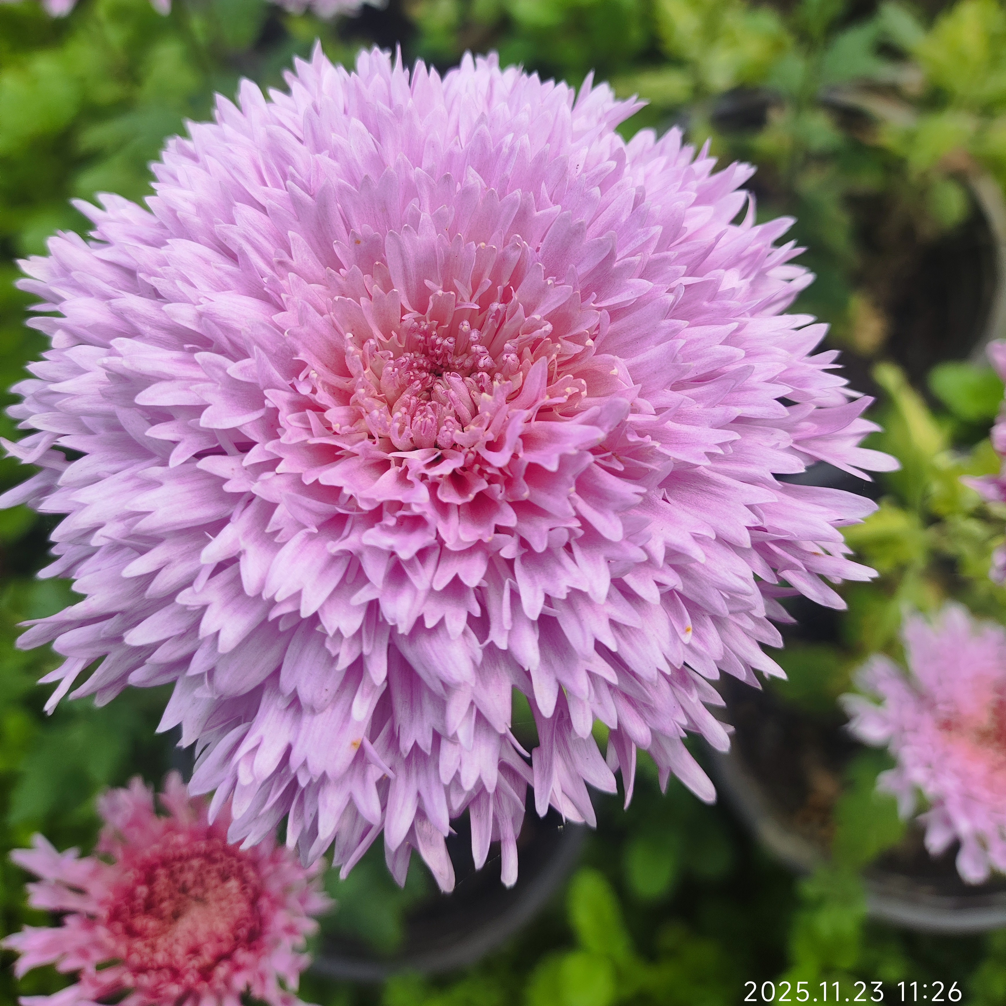 大菊  粉泰迪 盆栽  150规格（残花，带品种的来）