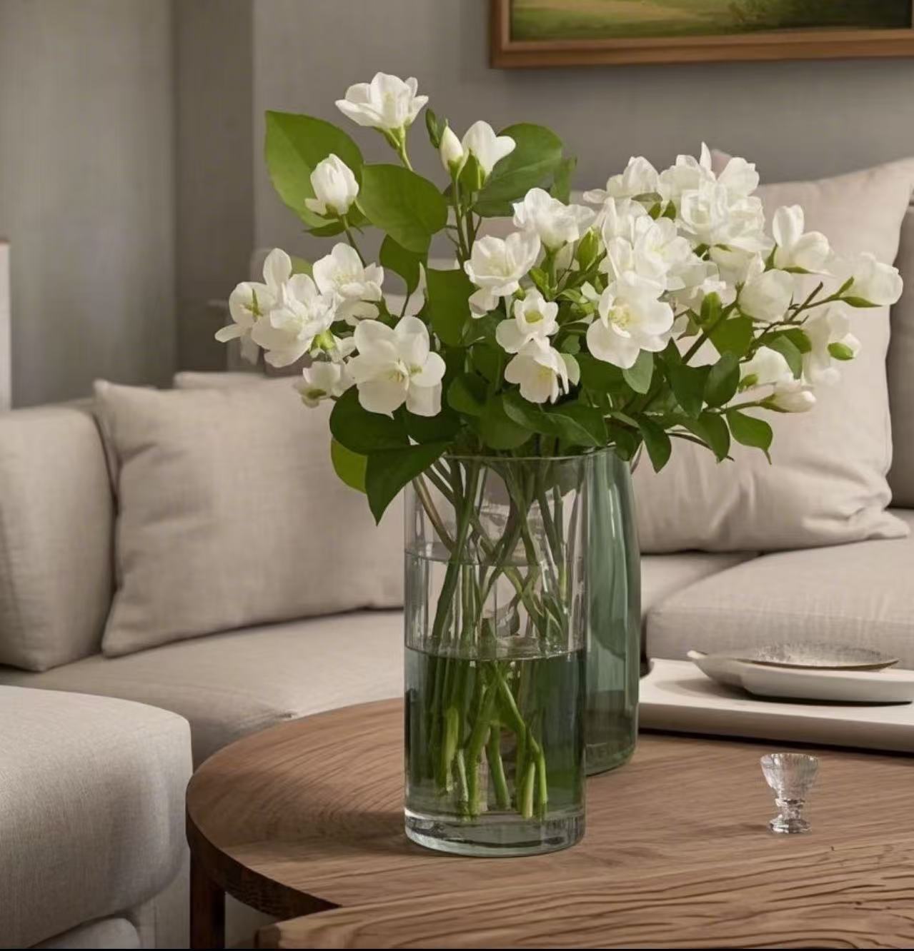 【李先生】香水茉莉花盆栽带花苞庭院窗台观花植物