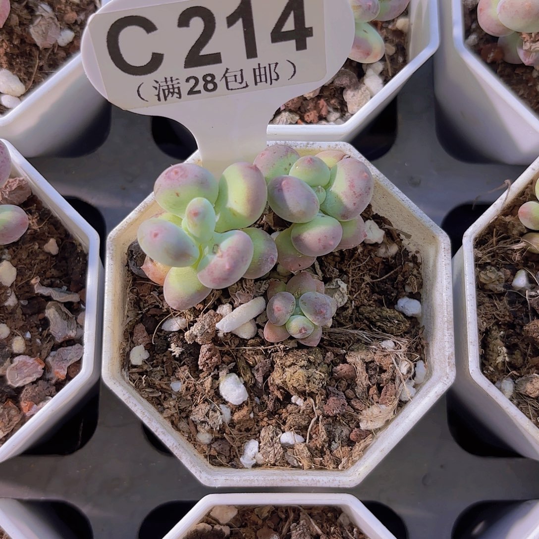 C214四代苹果奶一物一拍