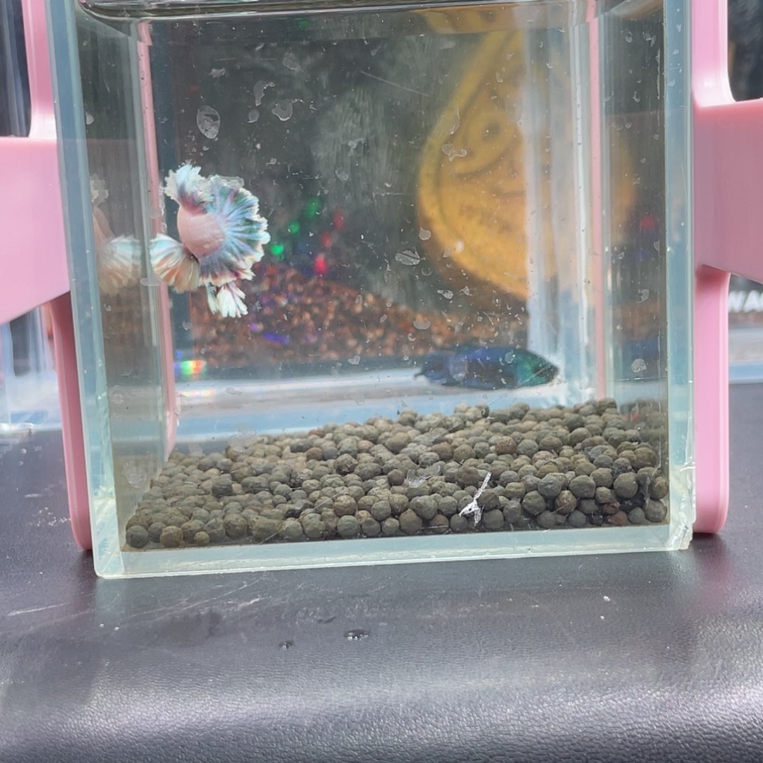 斗鱼16号13晚绣球