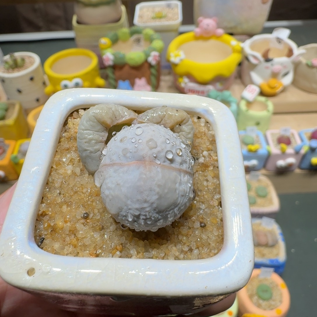 红陶蘑菇385高尔夫