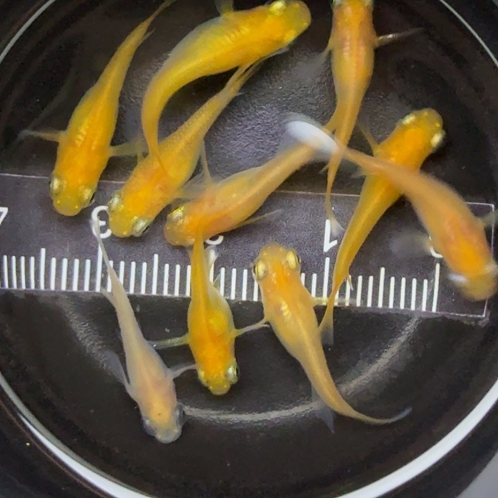 青鳉鱼黄出目35号