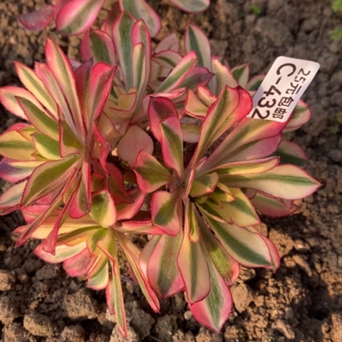 432魅影砍过满25包邮多肉