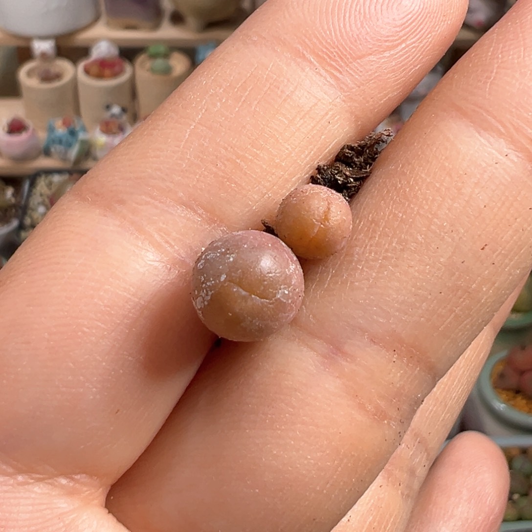 多肉植物98号红嘴变异